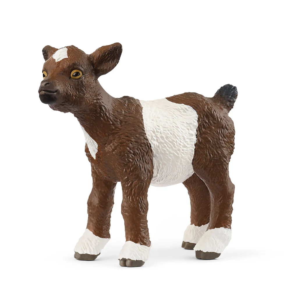 Goat, Kid