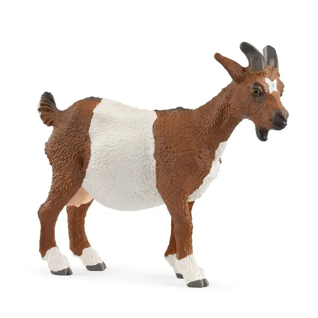 Brown and White Goat