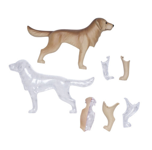 4D Dog Anatomy - Golden Retriever