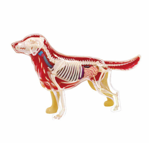 4D Dog Anatomy - Golden Retriever