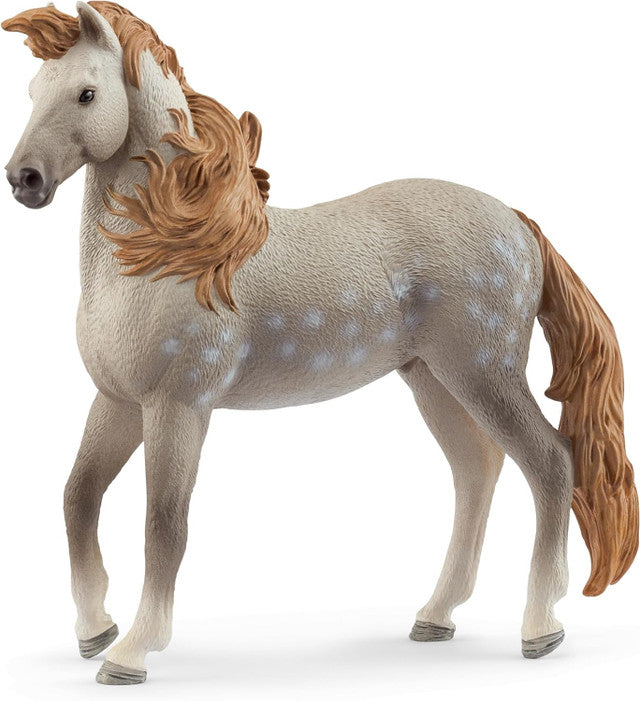Andalusier Stallion
