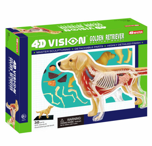 4D Dog Anatomy - Golden Retriever