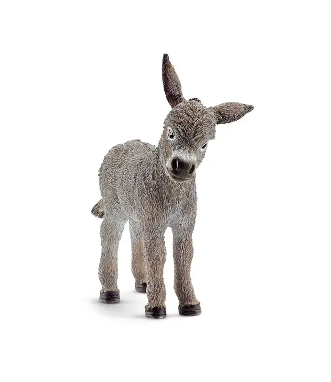 Donkey foal