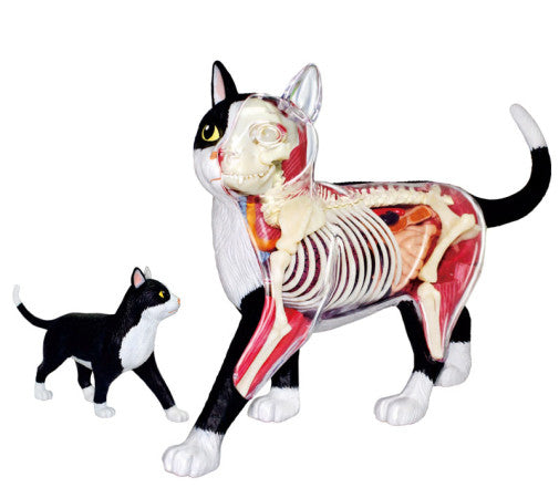 4D Cat Anatomy