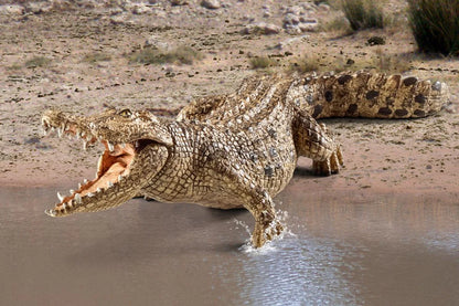 Schleich Crocodile - Little Pickles Toy Store