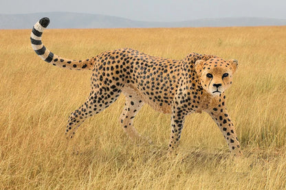 Schleich Cheetah - female - Little Pickles Toy Store
