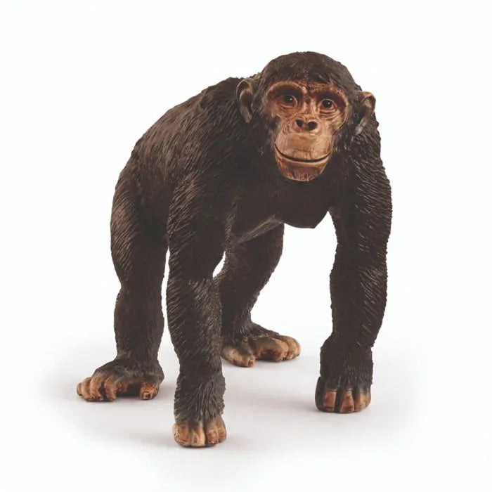 Chimpanzee, Male
