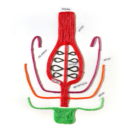 Primary Wikki Stix