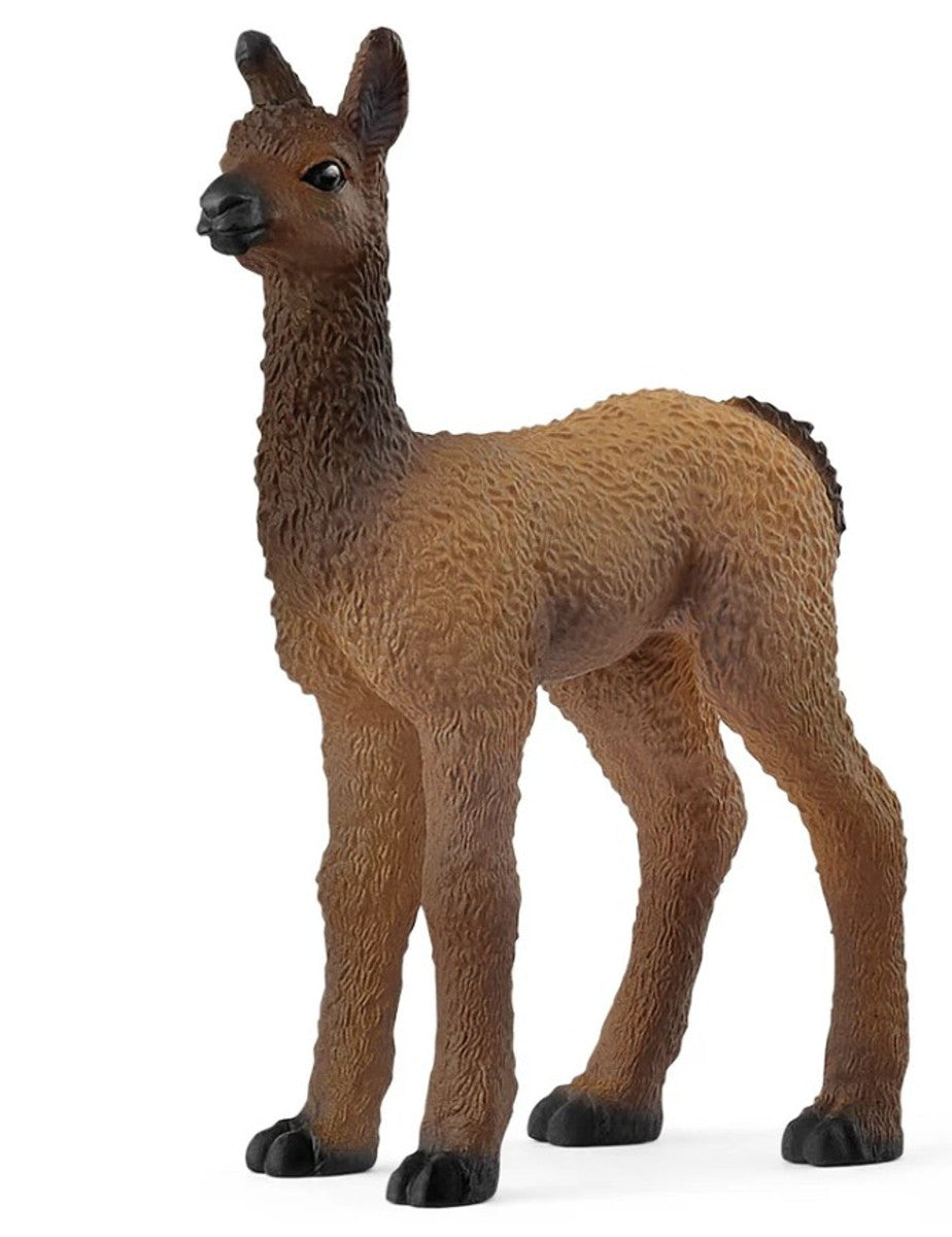 Llama Foal