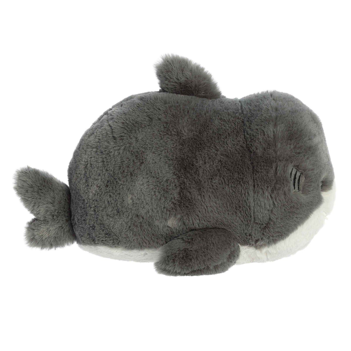Sebastian Shark