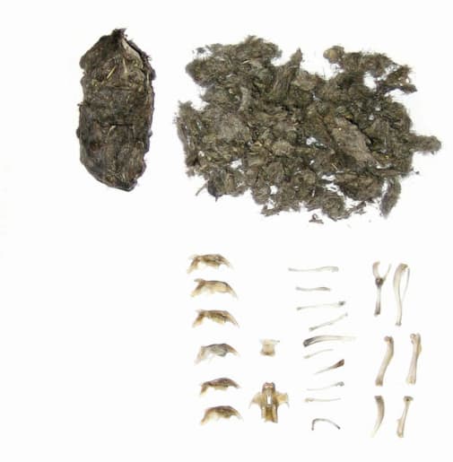 OWL PELLET