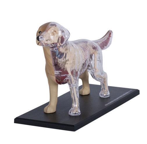 4D Dog Anatomy - Golden Retriever