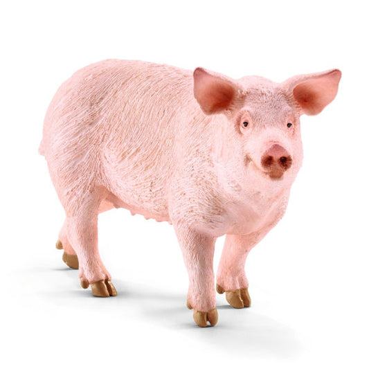 Pig, Standing