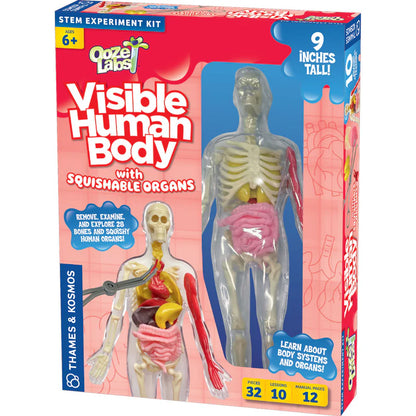 Ooze Labs: Visible Human Body with Squishable Organs - Little Pickles Toy Store