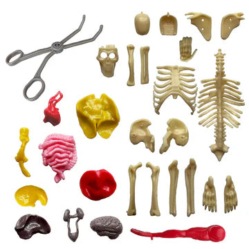 Ooze Labs: Visible Human Body with Squishable Organs - Little Pickles Toy Store