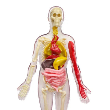 Ooze Labs: Visible Human Body with Squishable Organs - Little Pickles Toy Store