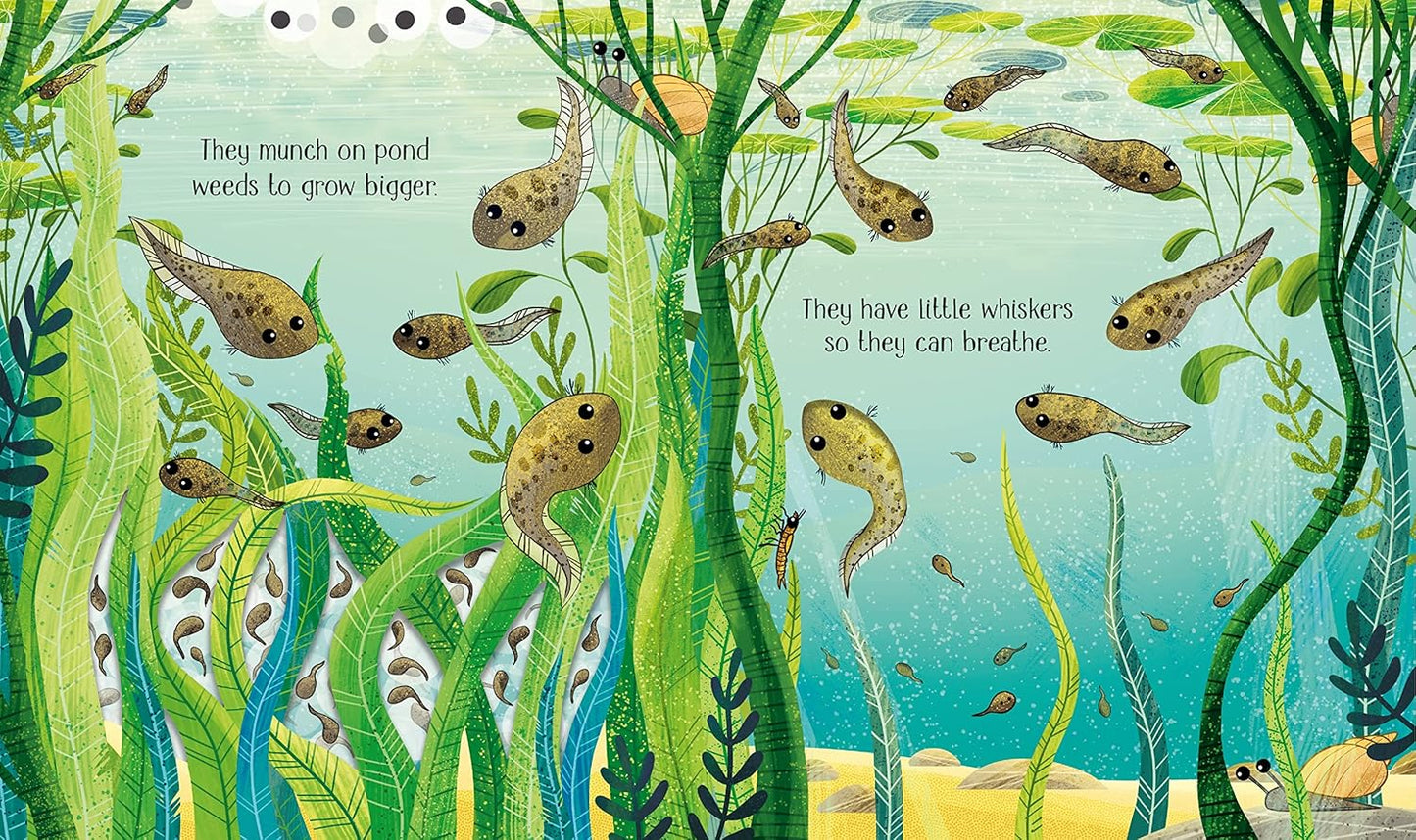 Usborne Life Cycles One Little Frog