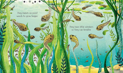 Usborne Life Cycles One Little Frog