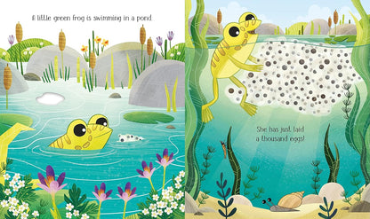 Usborne Life Cycles One Little Frog