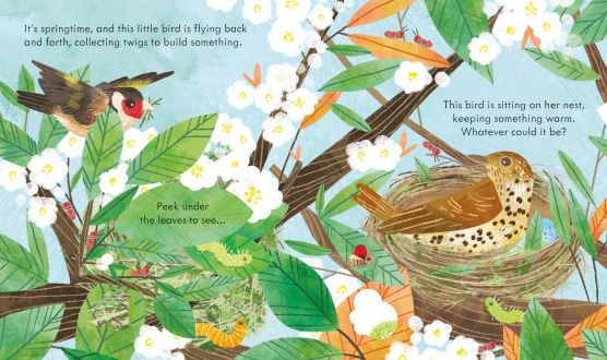A Peek Inside A Birds Nest