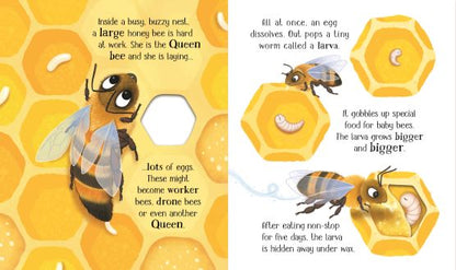 Usborne Life Cycles One Little Bee