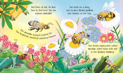 Usborne Life Cycles One Little Bee