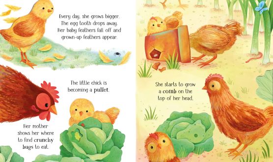Usborne Life Cycles One Little Chick