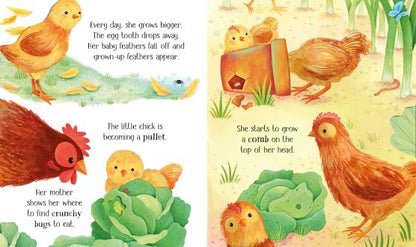 Usborne Life Cycles One Little Chick