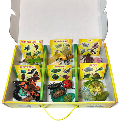 Life Cycle Figurines 24 Piece Set - Little Pickles Toy Store