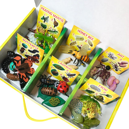 Life Cycle Figurines 24 Piece Set - Little Pickles Toy Store