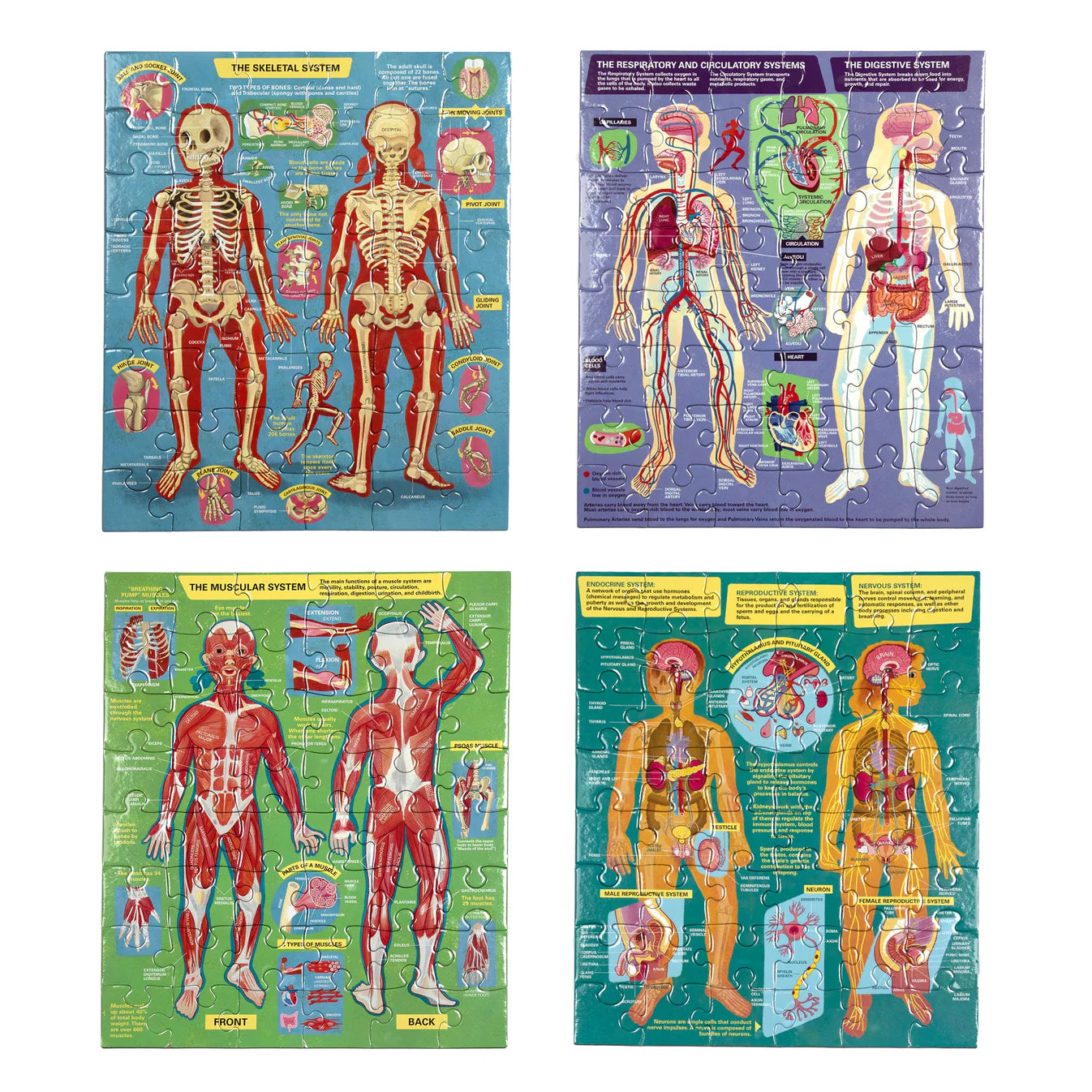 Ready To Learn - Human Anatomy 4 Puzzle 48 Piece Set