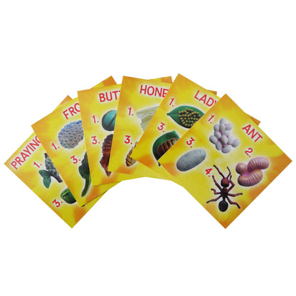 Life Cycle Figurines 24 Piece Set - Little Pickles Toy Store