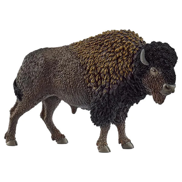 Bison