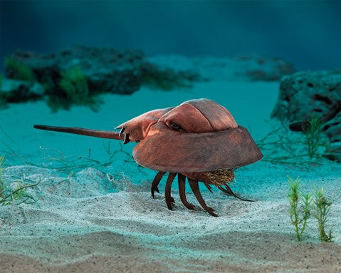 Horseshoe Crab Hand Puppet