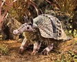 Armadillo Hand Puppet - Little Pickles Toy Store